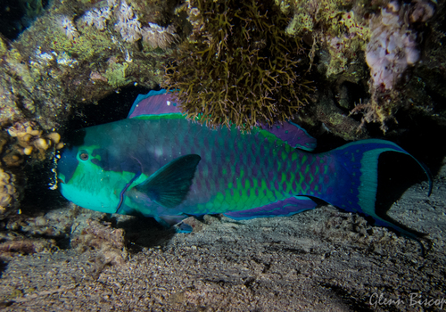 Steephead Parrotfish