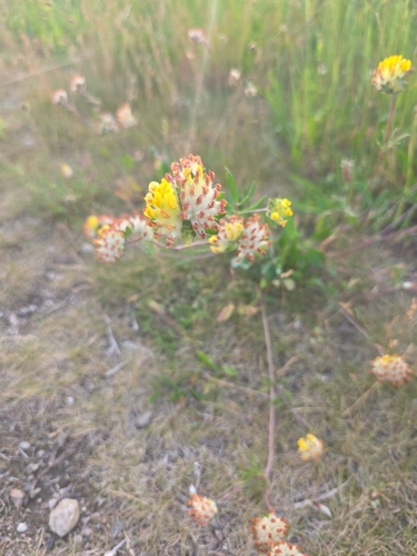 Common Kidney-Vetch