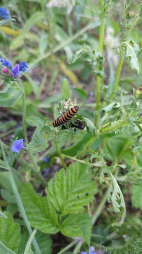 Cinnabar moth