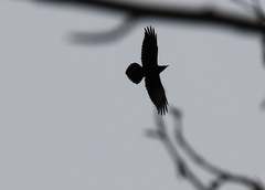 Corvus corax kamtschaticus