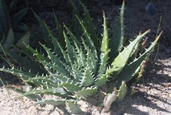 Aloe humilis