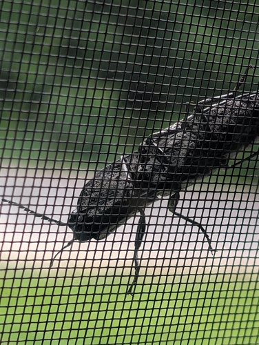 Eastern Eyed Click Beetle