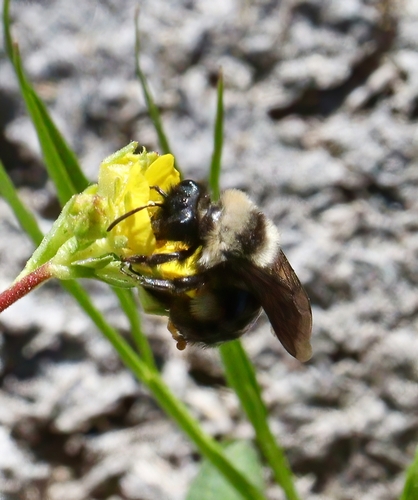 iNaturalist observation photo of Bees