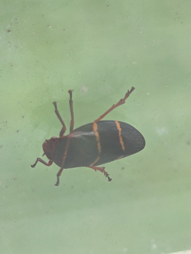 Two-lined Spittlebug