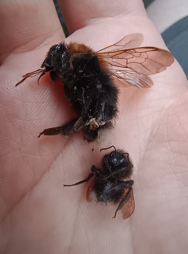 Tree Bumble Bee