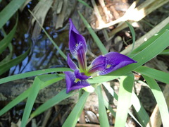 Iris brevicaulis