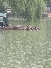 Mallard