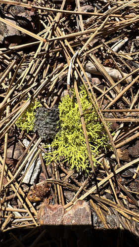 iNaturalist observation photo of wolf lichen