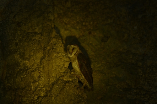 Eastern Barn Owl
