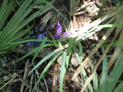 Iris brevicaulis