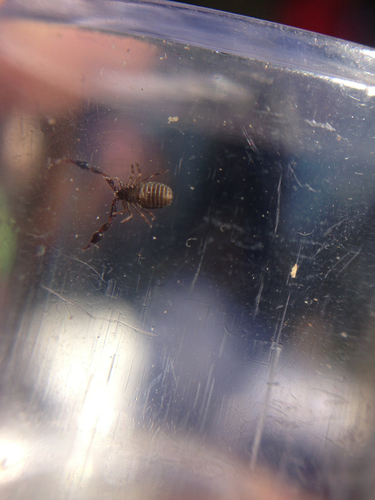 Pseudoscorpiones