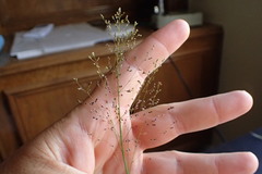 Dichanthelium dichotomum