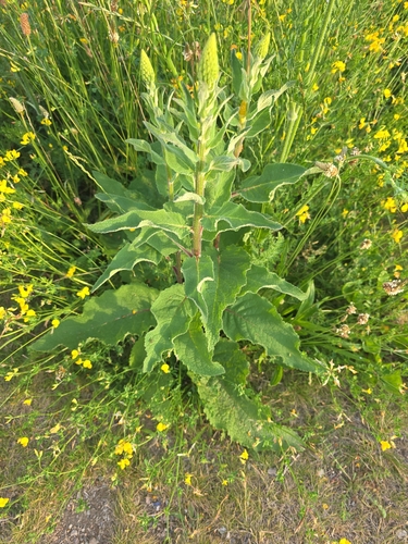 Dark Mullein