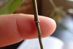 Dichanthelium dichotomum