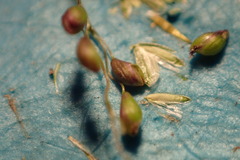 Dichanthelium dichotomum
