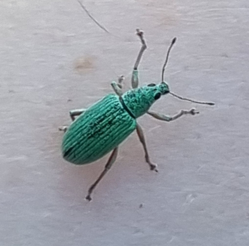 Green Immigrant Leaf Weevil