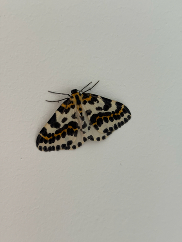 Magpie Moth