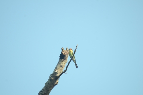 Chestnut-headed Bee-eater