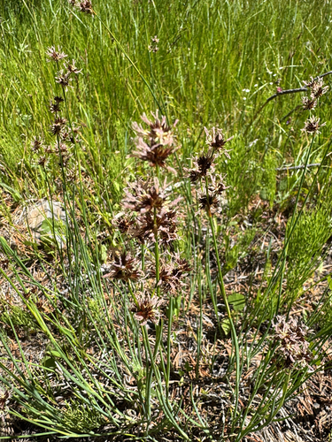 iNaturalist observation photo of Rushes