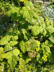 Rubus × loganobaccus