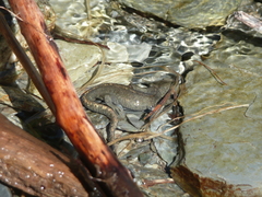Calotriton asper