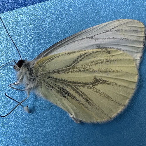 Green-veined White