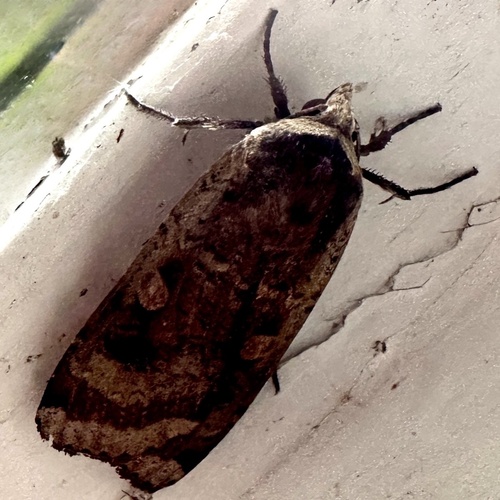 Large Yellow Underwing