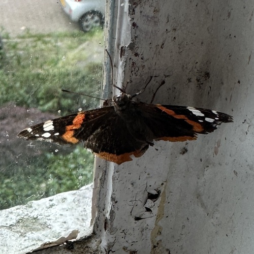 Red Admiral