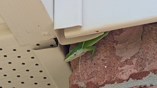 Green Anole