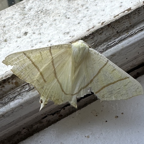 Swallow-tailed Moth