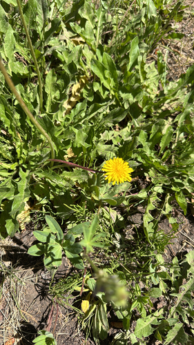 iNaturalist observation photo of common dandelion