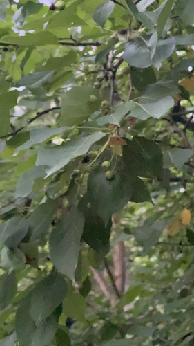 Наблюдение на iNaturalist