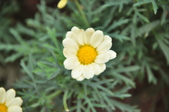 Argyranthemum
