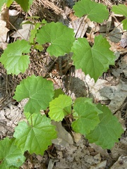 Vitis rotundifolia rotundifolia