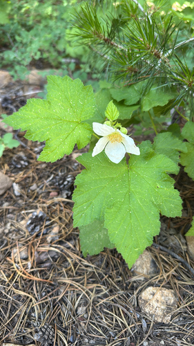 iNaturalist observation photo of thimbleberry