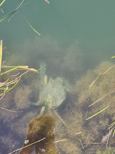 Atlantic Blue Crab
