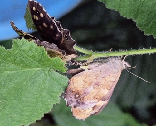 Speckled Wood