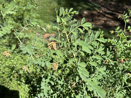 iNaturalist observation photo of Big deervetch