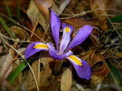 Iris verna
