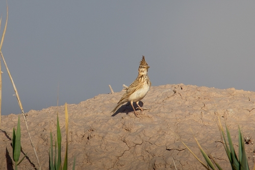 Crested Lark