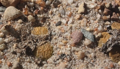 Lithops lesliei lesliei