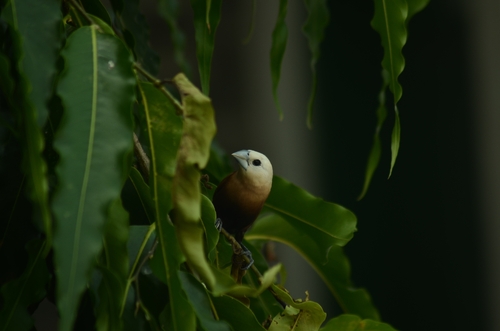 White-headed Munia