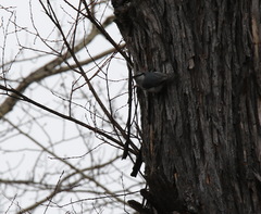 Sitta europaea albifrons