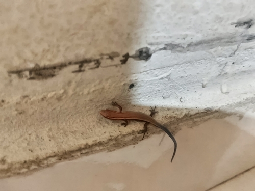 Maximilian's Blue-tailed Microteiid