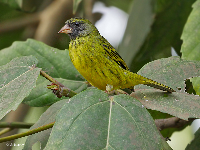 Southern Citril (Crithagra hyposticta) photo