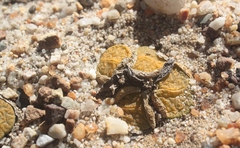 Lithops lesliei lesliei