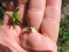 Viola kitaibeliana