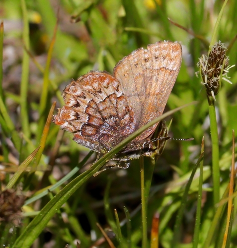 iNaturalist observation photo of Western Pine Elfin