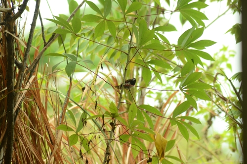 Javan Munia