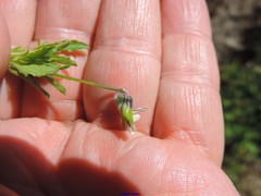 Viola kitaibeliana
